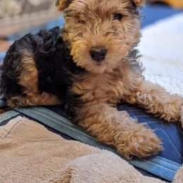 Lakeland Terrier Puppies from Well-Red Lakeland Terriers