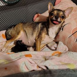 Baby boy 1- Deposit accepted 12-31-2025 - Black and tan male Chihuahua puppy in Weatherford, Texas from Small and Mighty Chihuahuas