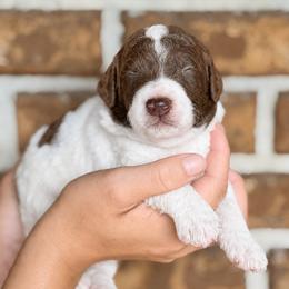 Huck - Parti male Goldendoodle puppy in Macclenny, Florida from Baker County Goldendoodles