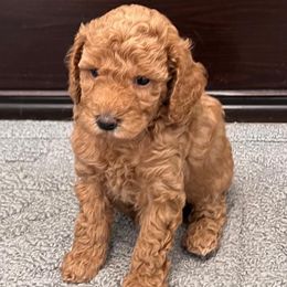 Poodle puppies from Silver Moon Poodles