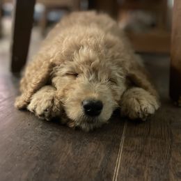 Double Doodle Puppies from Lionheart Doodles