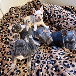 French Bulldog Puppies from Wyatt and co Frenchies