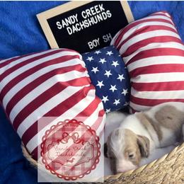Walnut - Piebald male Dachshund puppy in Rosanky, Texas from Sandy Creek Miniature Dachshunds