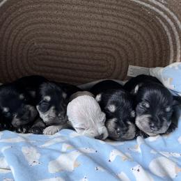 Miniature Schnauzer puppies from Clay Hill Kennels