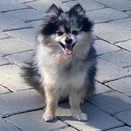 Pomeranians from Pure Poms & Pomskies