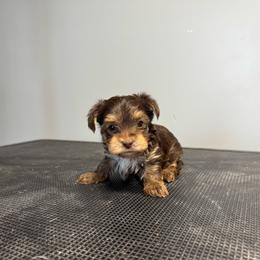 Hershey - Chocolate and tan male Yorkshire Terrier puppy in Knoxville, Tennessee from Rainbow Bliss Yorkies