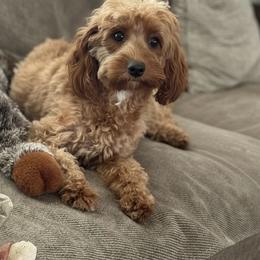 Raven - Cavapoo