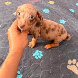 Sloane - Dapple male Dachshund puppy in Magnolia, Texas from Carrie’s Countryside Dachshunds