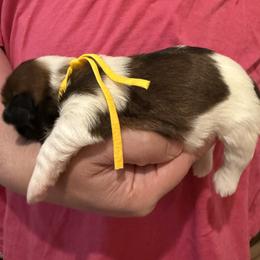 DAISY DREAM of the Empress - Gold and white female Shih Tzu puppy in Ellicott City, Maryland from Dr. Dmitriy Kurenbin PURE SHIH TZU Puppies