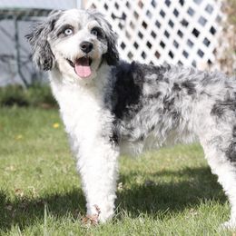 Summer - Aussiedoodle