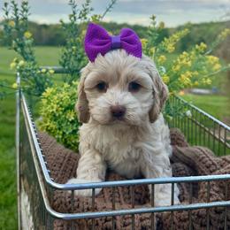 Flopsy - Buff and white female Cockapoo puppy in Rolla, Missouri from Diamond K