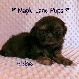 Girl 3 - female Shih Tzu puppy in Marion, Michigan from Maple Lane Pups
