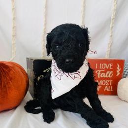 Oakley - Black male Goldendoodle puppy in Cedartown, Georgia from Loyal Doodles
