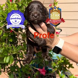 Profesor Jirafales - Chocolate male Australian Labradoodle puppy in San Juan, Texas from QuiSal Labradoodles