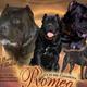 Romeo