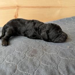 Sasha - Black female Bernedoodle puppy in Constableville, New York from Zehr’s Labradoodles & Bernedoodles