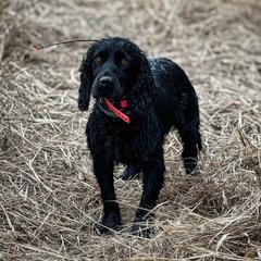 Rosie - English Cocker Spaniel