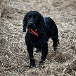 Rosie - English Cocker Spaniel