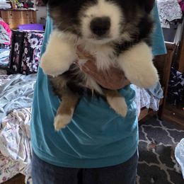 Mashed Tater - Black tri male Miniature Australian Shepherd puppy in Goode, Virginia from Furner Farms