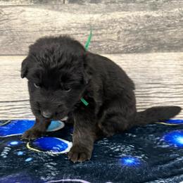 Green - Black and red male German Shepherd puppy in Herrick, South Dakota from Dakota Shepherds Kennels
