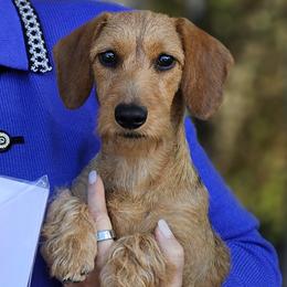 Portia - Dachshund