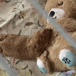 Blue boy - Apricot male Cavapoo puppy in Southside, West Virginia from Double Diamond Cavapoos