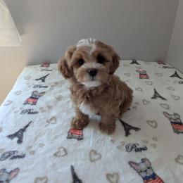 Juliet - Apricot female Maltipoo puppy in Federal Way, Washington from Joyful Pups