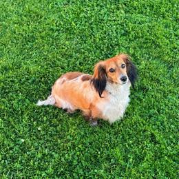 Maleficent - Dachshund