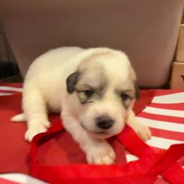 Miss Red - White and badger female Great Pyrenees puppy in Idaho from Portneuf Range Pyrenees