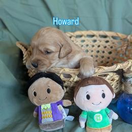 Howard - Dark golden male Golden Retriever puppy in Parker, Colorado from Legacy Ranch Golden Retrievers
