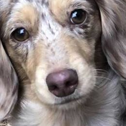 Dachshunds from Brobst Farm