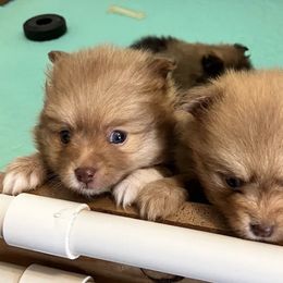 Pomeranians from Budhyzer Pups, LLC