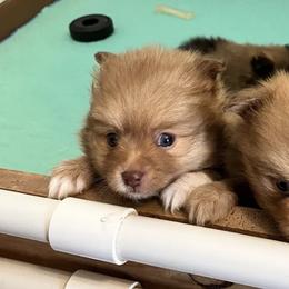Pomeranians from Budhyzer Pups, LLC