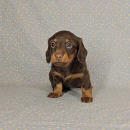 Dachshund Puppies from Newbern's Nuggets