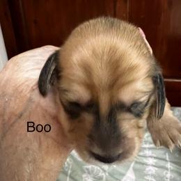 BOO - Chocolate and tan female Dachshund puppy in Vancouver, Washington from GretaLo Dachshunds