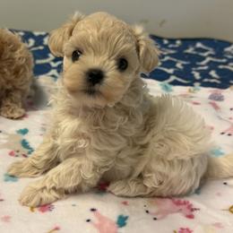 Gemma - White female Maltipoo puppy in Newport Beach, California from Exotic City Pomeranians and chihuahuas