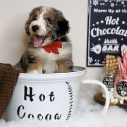 Aussiedoodle Puppies from Silva Ranch Doodles