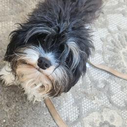 Rosie - Cockapoo