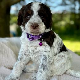 Purple - Parti female Goldendoodle puppy in Hesperia, Michigan from Red Acres Poodles & Doodles