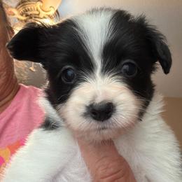 Female Puppy 2 - White and black female Papillon puppy in Kenly, North Carolina from Otto’s Papillons