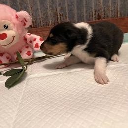 Collie Puppies from A/K Rough Collies