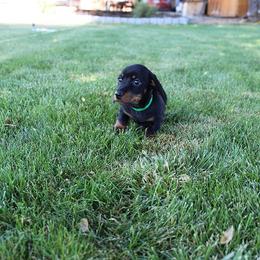 Boy 2 - Black and tan male Dachshund puppy in Craig, Colorado from Rocky Mountain Shih Tzus and Dry Creek Miniature Dachshunds