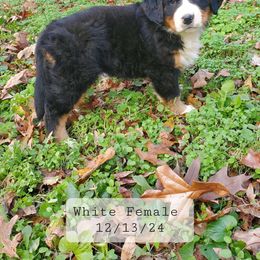 White Girl - Bernese Mountain Dog puppy from Bernese Mountain Dogs of Pony Trail Farm