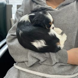 Cavalier King Charles Spaniel Puppies from Cassie’s Cavaliers