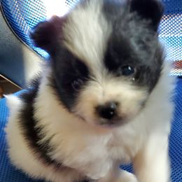 Diamond - Black parti female Pomeranian puppy in Bellevue, Iowa from Fluffy Wonders Poms and Doodles