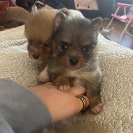 Blue Merle boy 2 - Blue merle male Pomeranian puppy in Clinton, Tennessee from Liza’s Aussies & Poms