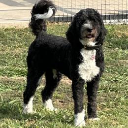 Romey - Bernedoodle