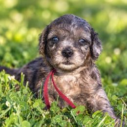 Olive - Merle female Goldendoodle puppy in Millville, California from Hope Lane Kennels