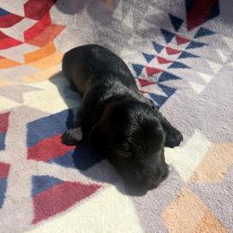Solid boy - Black male Dachshund puppy in Umatilla County, Oregon from Divine Dogs