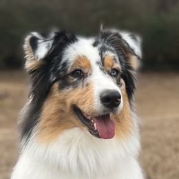 Julip - Australian Shepherd